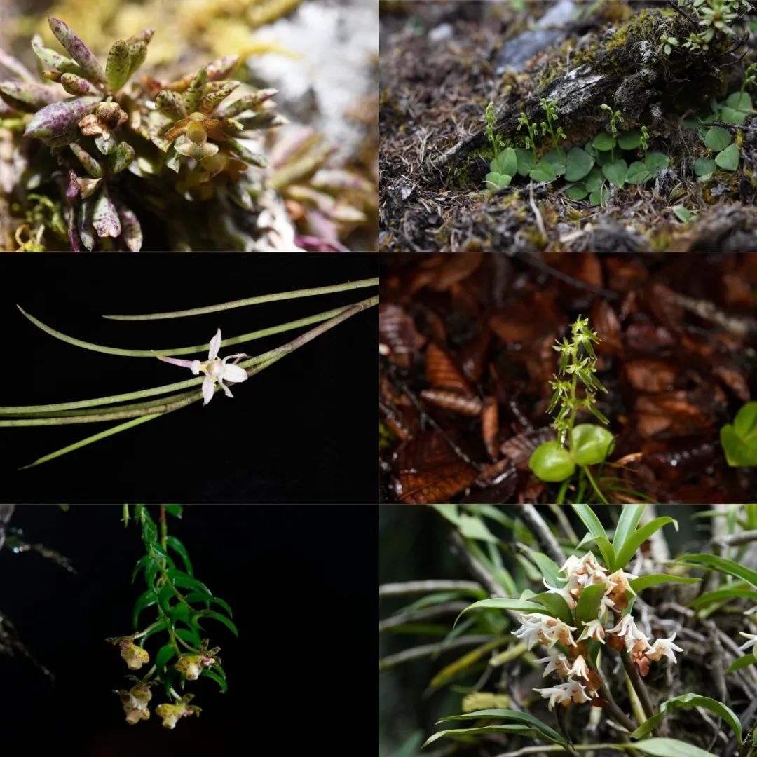 1700782496246928.jpg 3.jpg