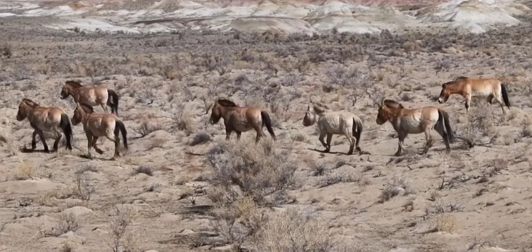 1711324354274311.jpg 04.jpg