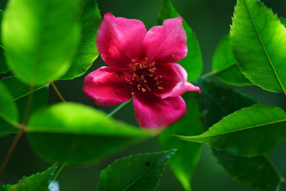 1715557716315512.png 5.png