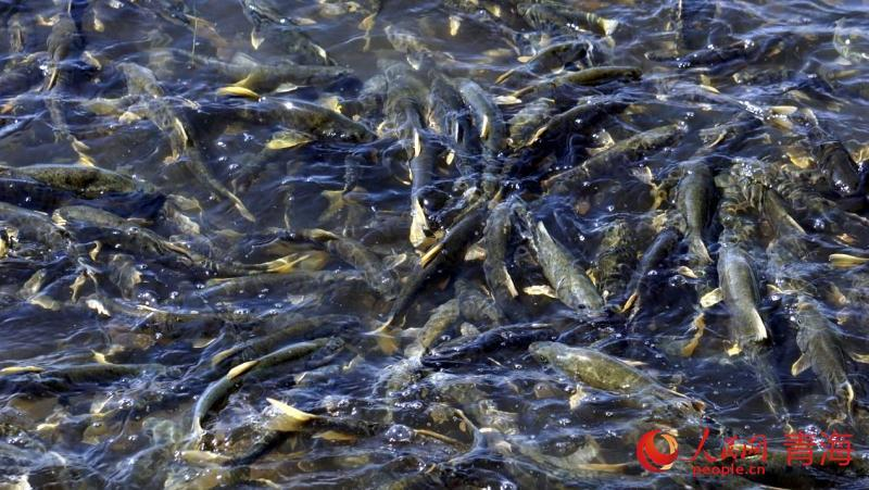 1723015698146138.png 图片6.png