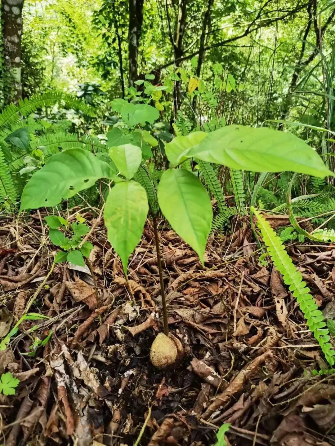 1727652391731581.jpg 图片