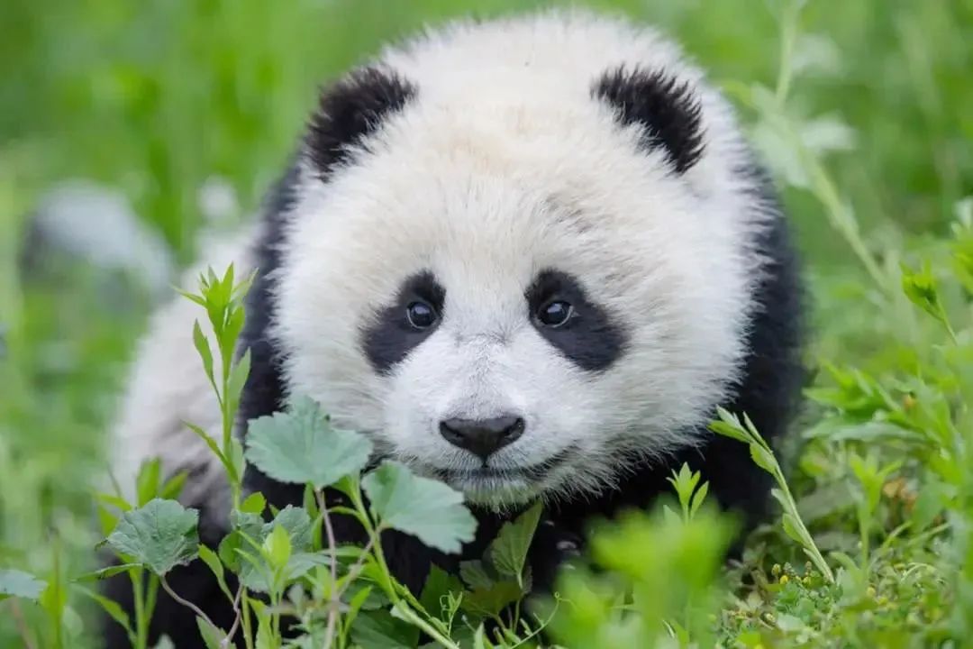 1741052934249271.jpg 50e0550bb69d4beceee58f6d06f81ac.jpg