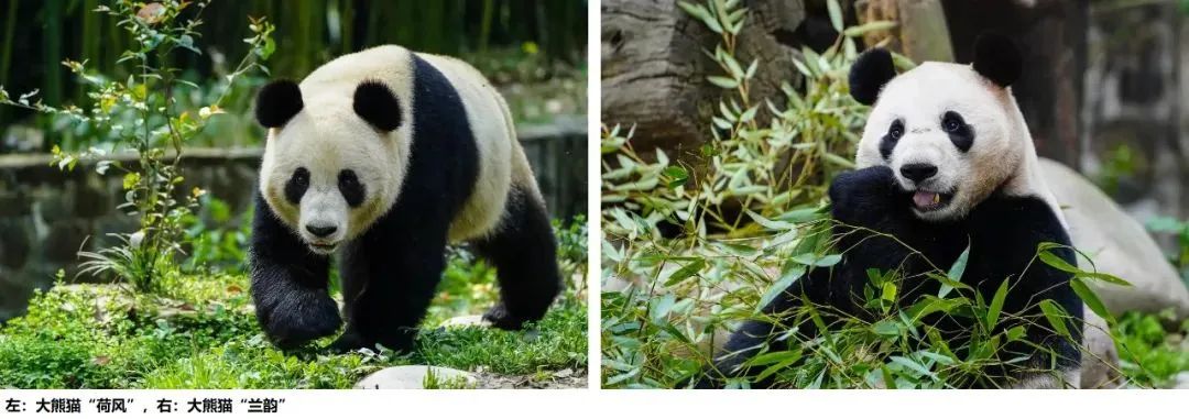 1745455786196221.jpg 05.jpg