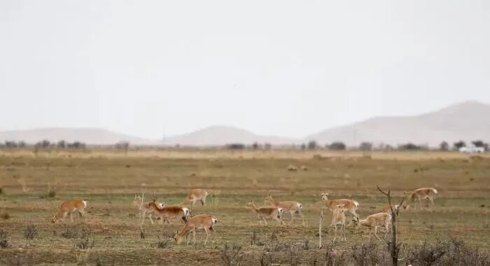 【省媒看刚察】青海湖畔“生态访客”：助建“韧性社区”　惠及当地牧户
