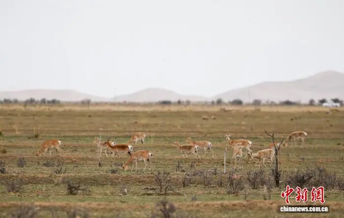濒危物种普氏原羚野外种群数量达3700余只